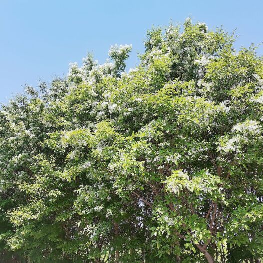 安丘市基地各规格流苏，品质优，规格齐全，成活率高，满足您各种需求