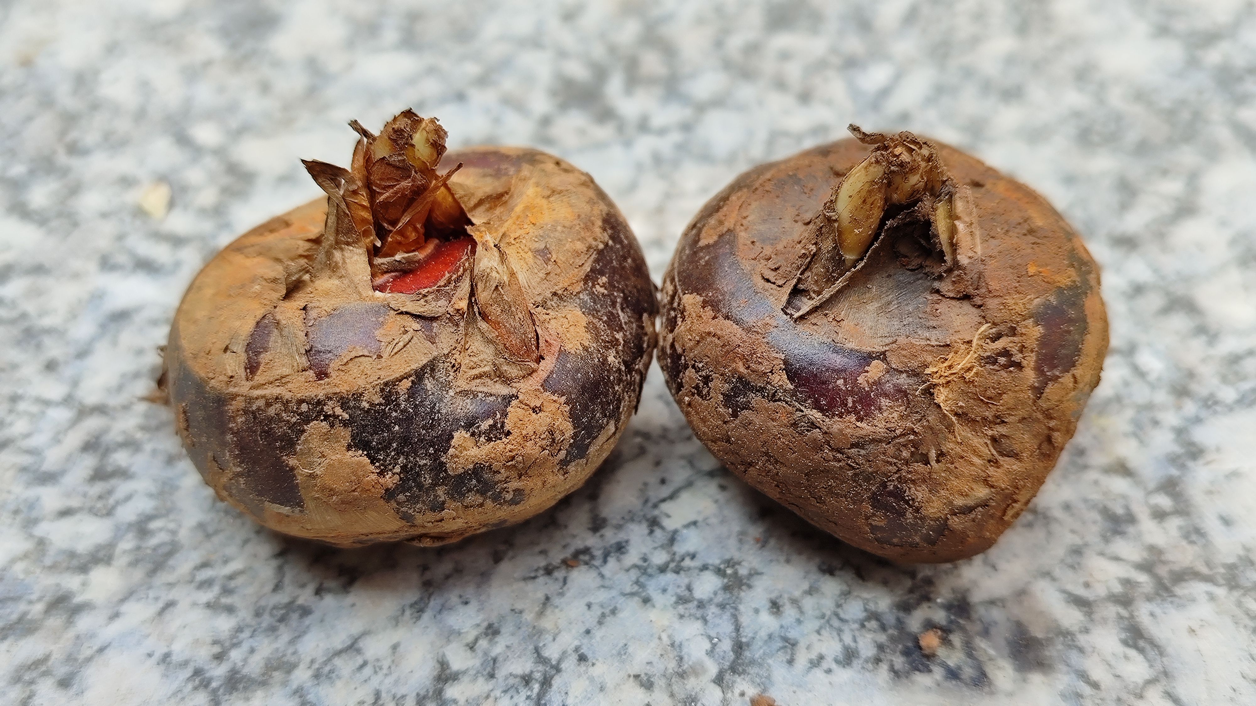 大量供应荔浦水果马蹄种子 荸荠种子