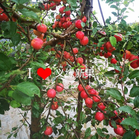 盖州市乐淇苹果，火箭果树苗