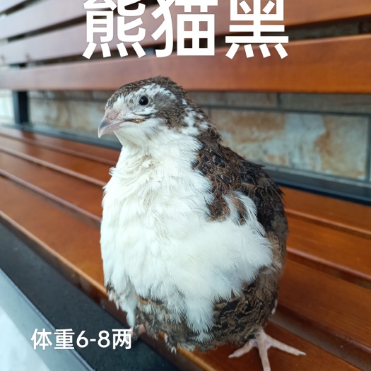 柳州巨型肉鹌鹑种蛋沙维白沙维法巨和非洲黑4种混搭送10%防破损
