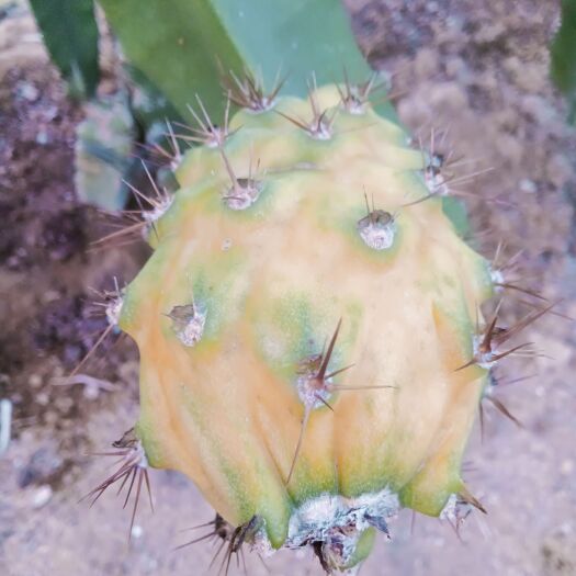 汕头燕窝果