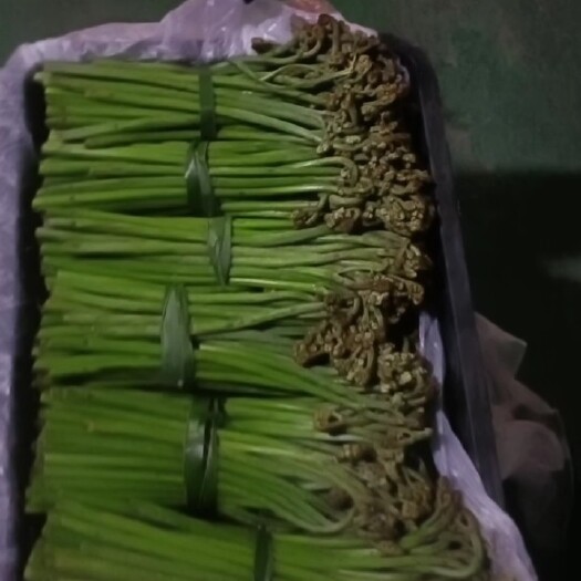 普定县山上野生蕨菜大量供应价格实惠