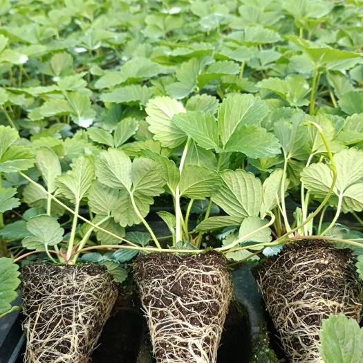 长丰县红颜草莓苗、丹红99草莓苗、草莓种苗、草莓母苗、脱毒草莓苗！