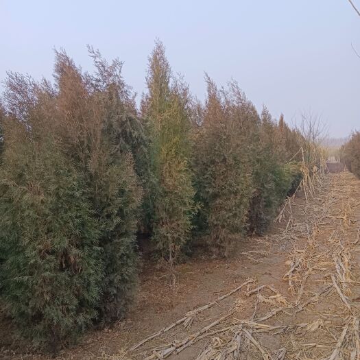 赞皇县圆柏
