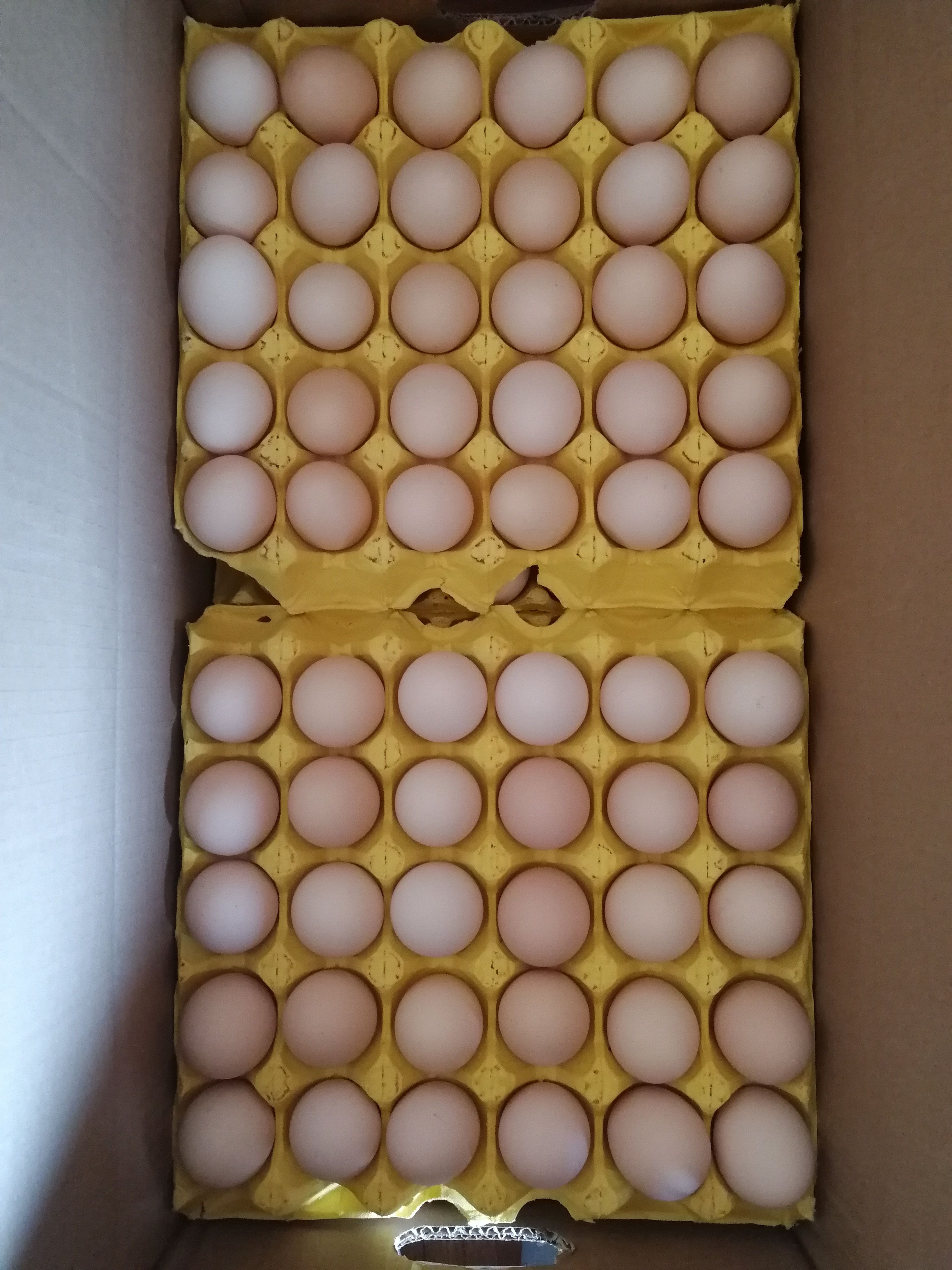 合肥大中小码粉蛋土鸡蛋 双色到位罗曼海兰灰箱装360枚 全国发货