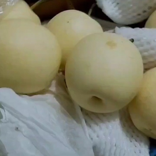 赵县黄冠梨