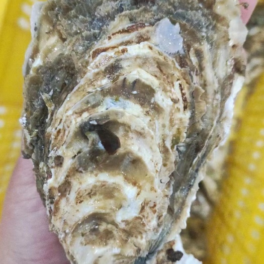 北海生蚝生蚝