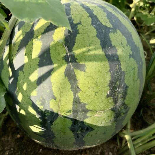 龙岩美都西瓜，地雷瓜，甜度高，只做线下，有意向的老板可以联系我