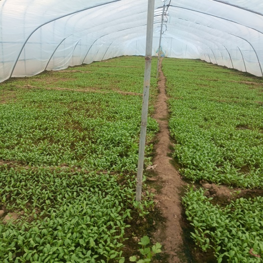 襄樊大棚蔬菜基地，食用大叶荆芥陆续大量上市，诚邀客商合作采购！