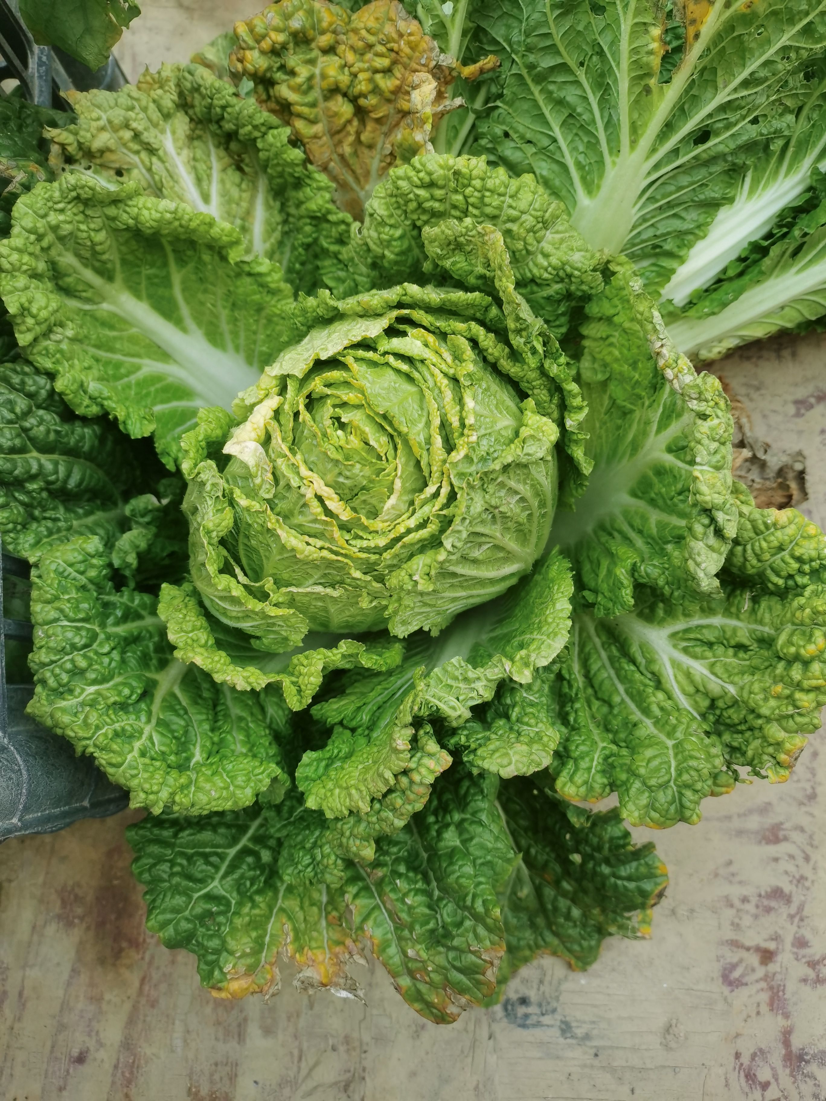 大量蔬菜批发：青口白，白菜