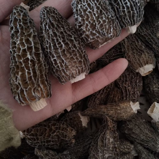 华宁县羊肚菌，菌汤包一件代发