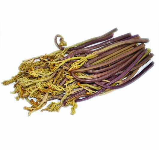 安顺大量蕨菜出售