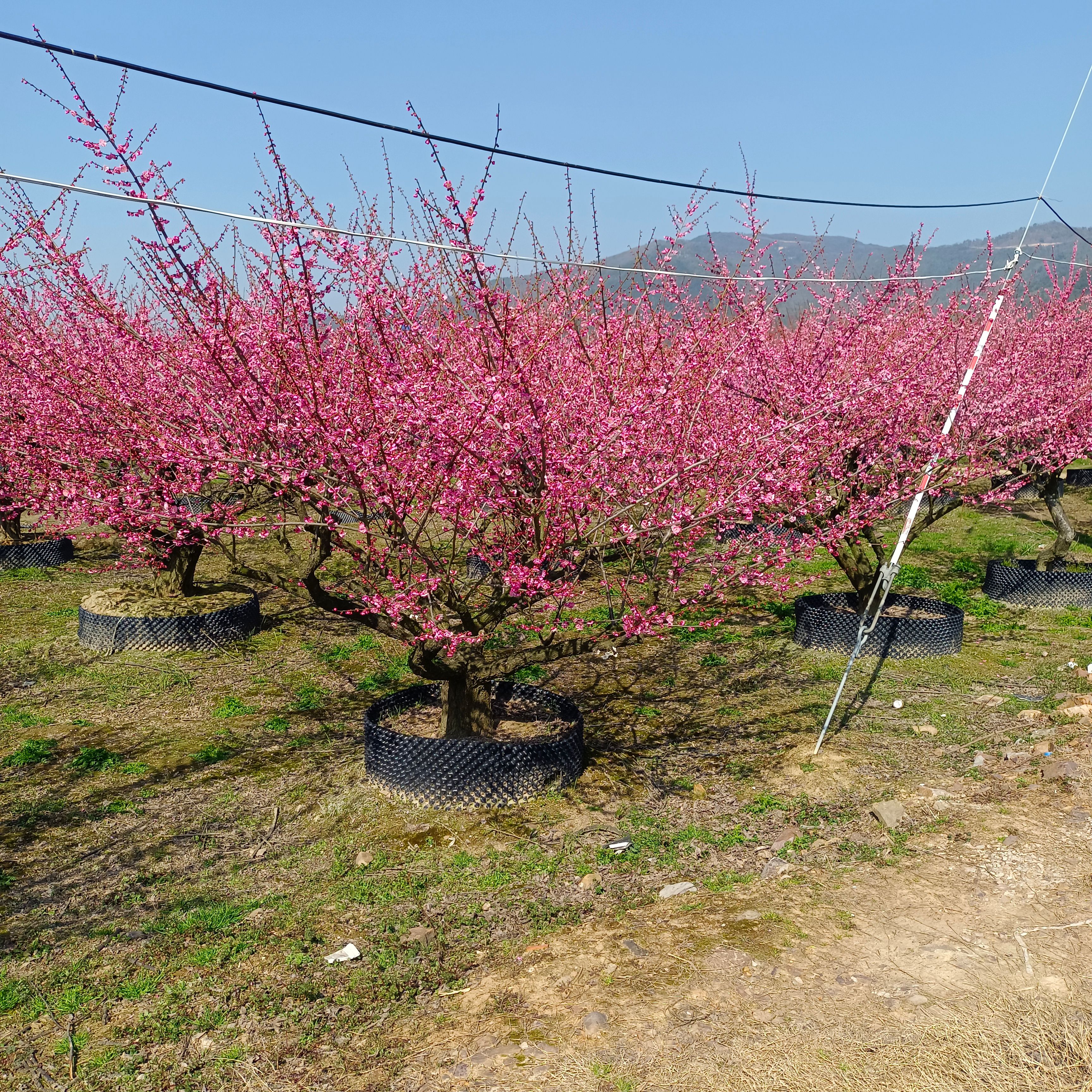 精品移栽红梅欢迎选购地径15至25