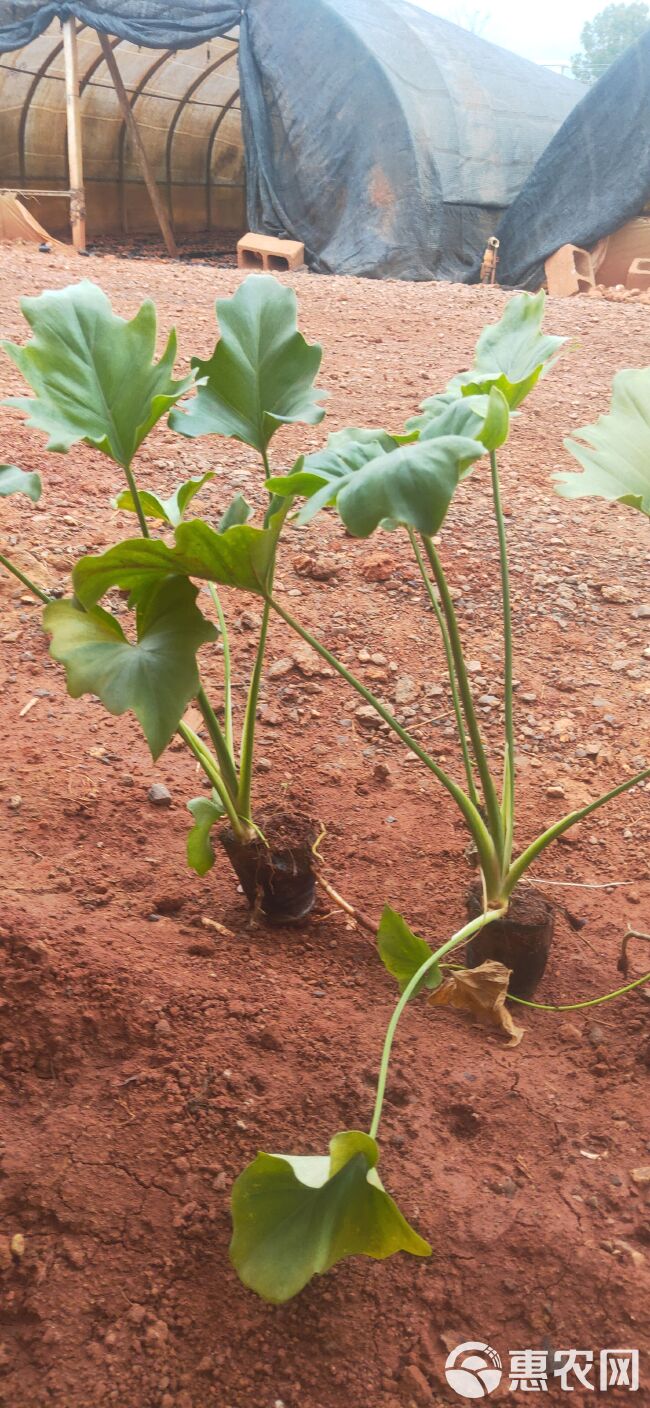 春羽  春羽小杯苗  春羽种植销售