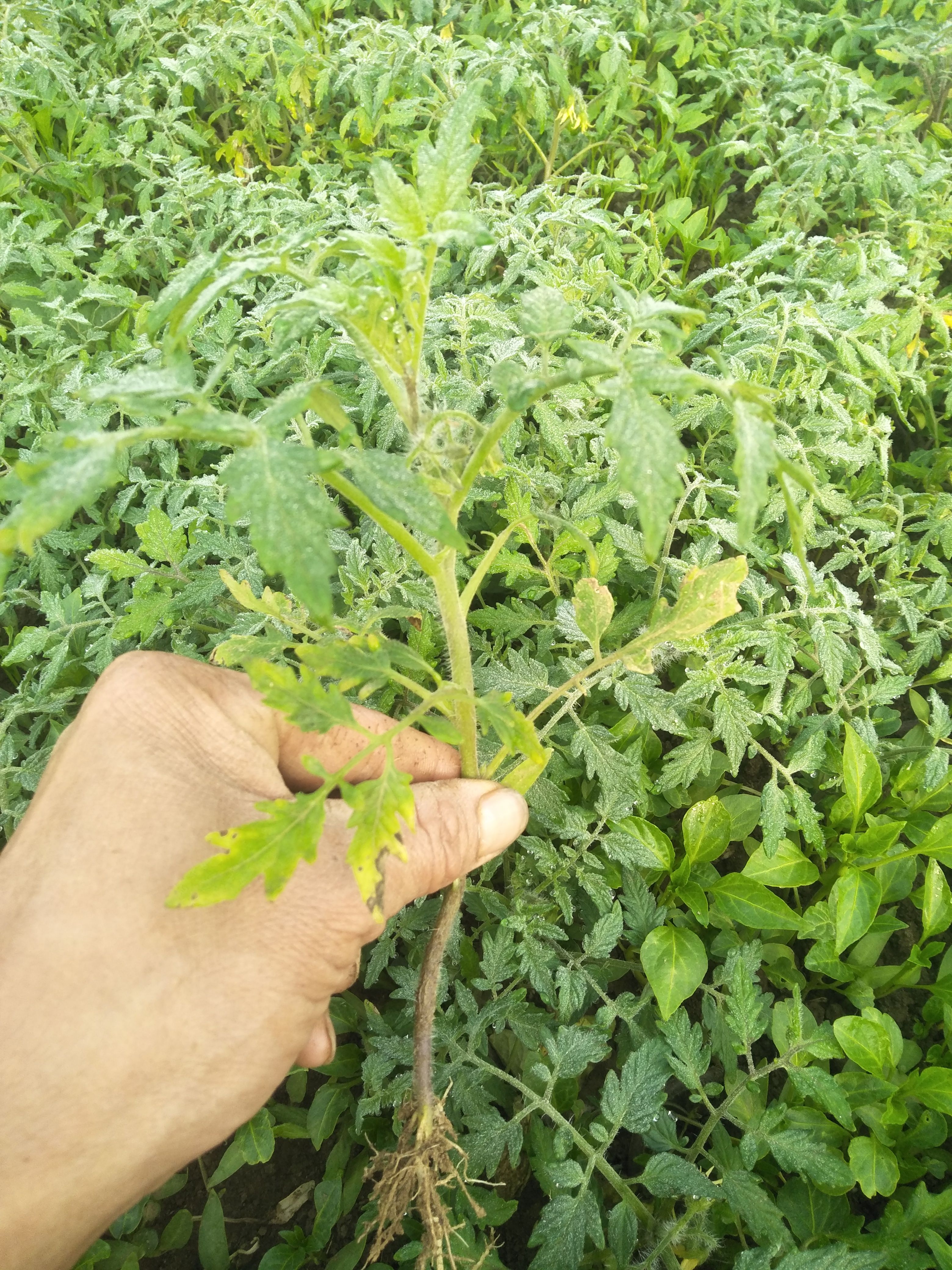 圣女果苗专业蔬菜大棚育苗欢迎采购量大从优