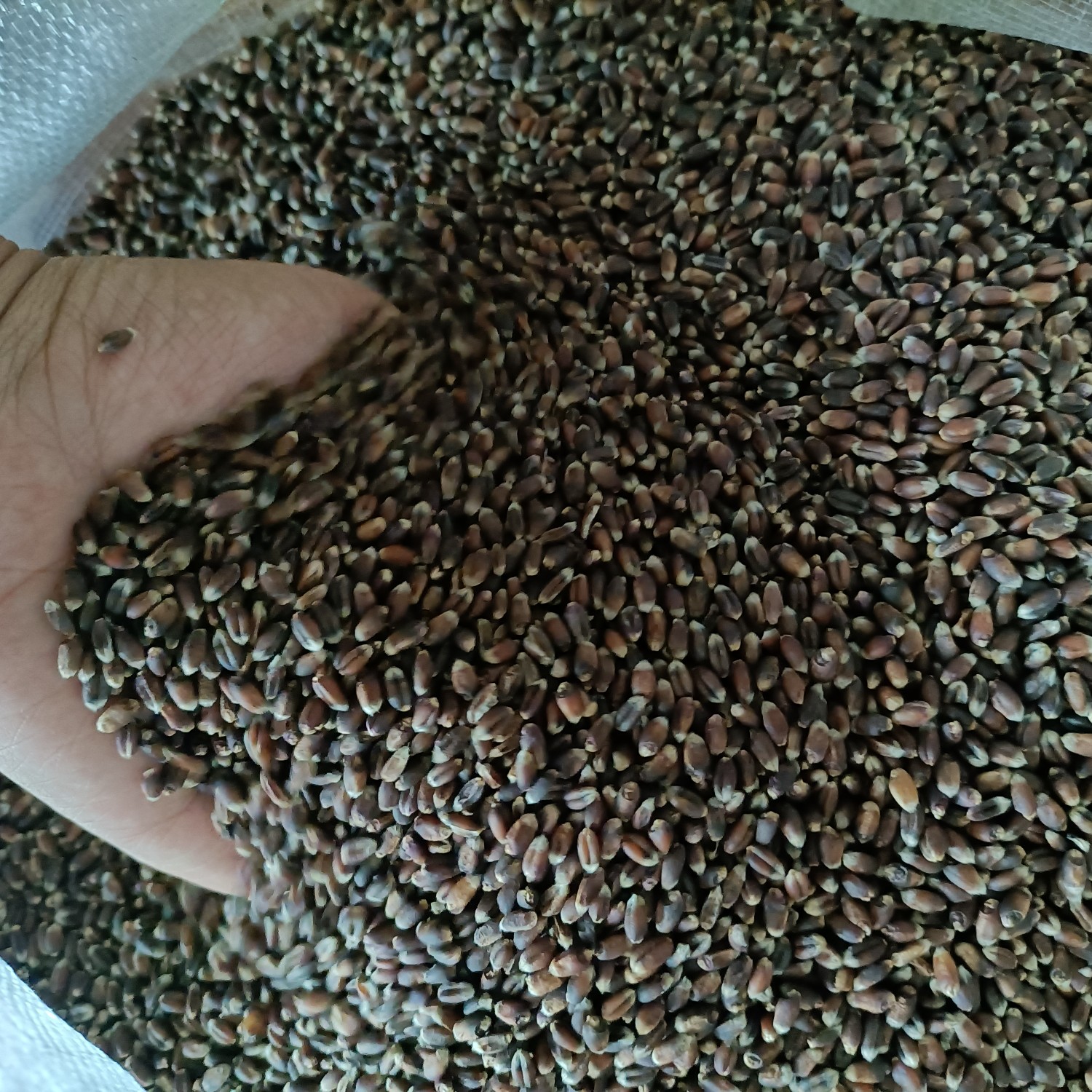 黑小麦净粮 色选 黑小麦产地直供
