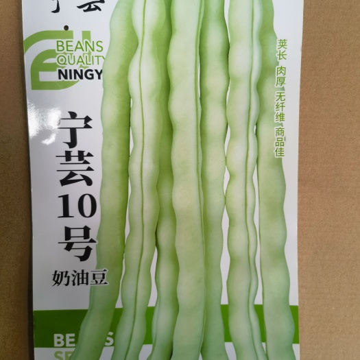 平罗县奶油豆种子 宁芸10号奶油豆种子  肉厚无纤维  云南奶油豆
