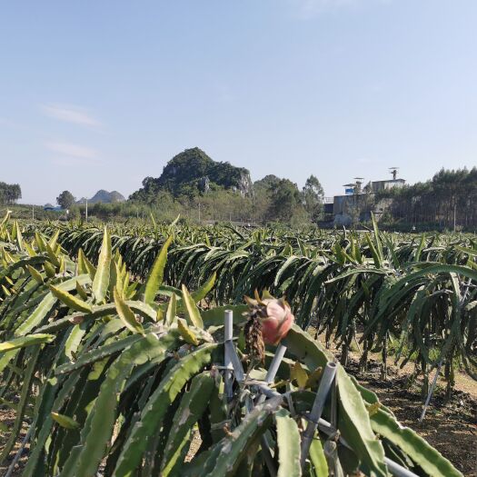 南宁火龙果基地转让