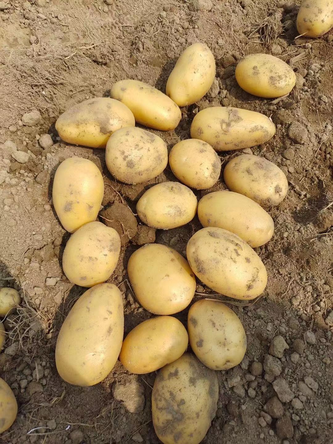 云南黄皮。红皮土豆