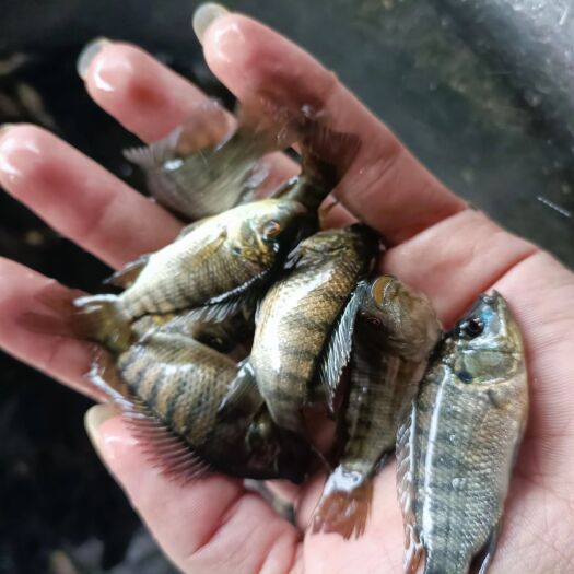 南宁罗非鱼苗，好养活性好效率高，场地直销。