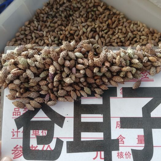 玉林苍耳子别名苍耳、老苍子、苍子、葈耳、苍刺头毛苍子