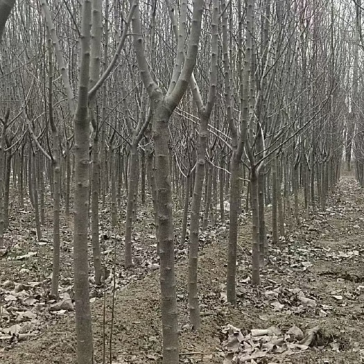 万荣县苹果树