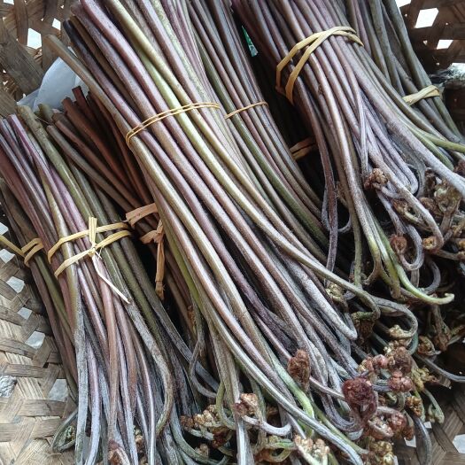 长宁县新鲜蕨菜，甜蕨，每天现采现在发