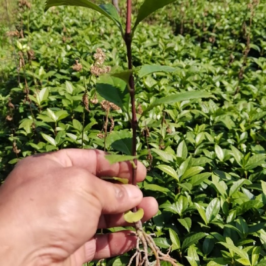 榕江县草珊瑚苗  优质草珊瑚小苗