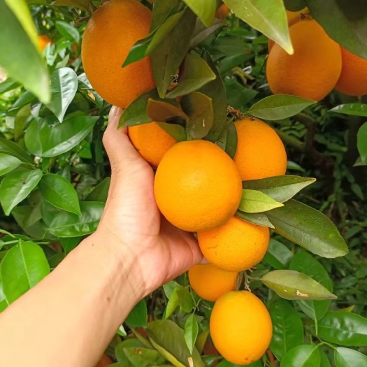 恭城县桂林夏橙