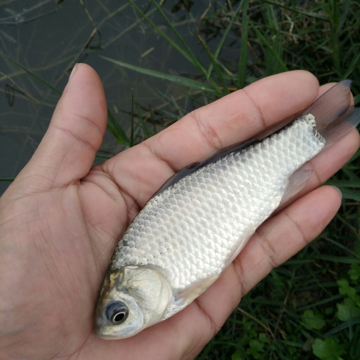 富顺县规格匀称，大水面培育，饲料训化