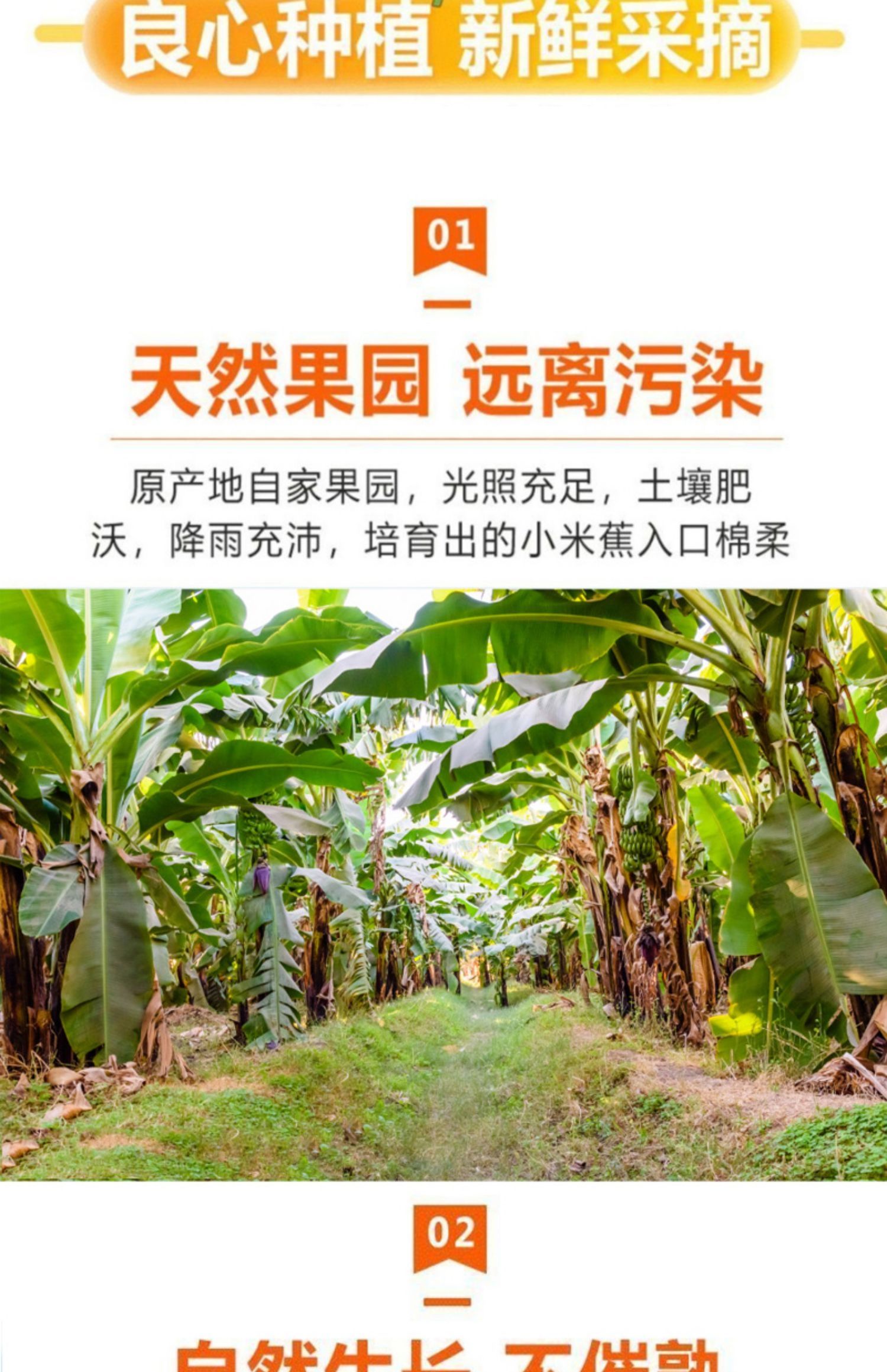 云南高山香蕉9斤banana整箱青香蕉新鲜自然熟非小米蕉芭蕉