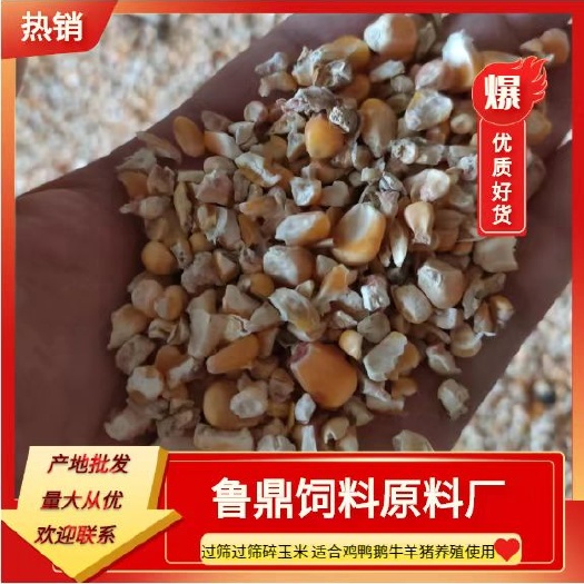 东明县碎玉米，适合鸡鸭鹅牛羊猪养殖使用，大量现货
