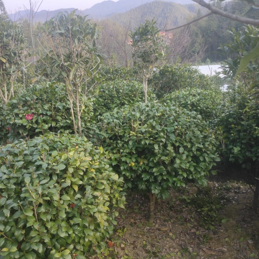 桂东县茶花树 冠130cm－150cm