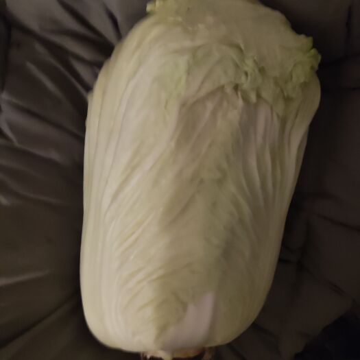 烟台出售白菜