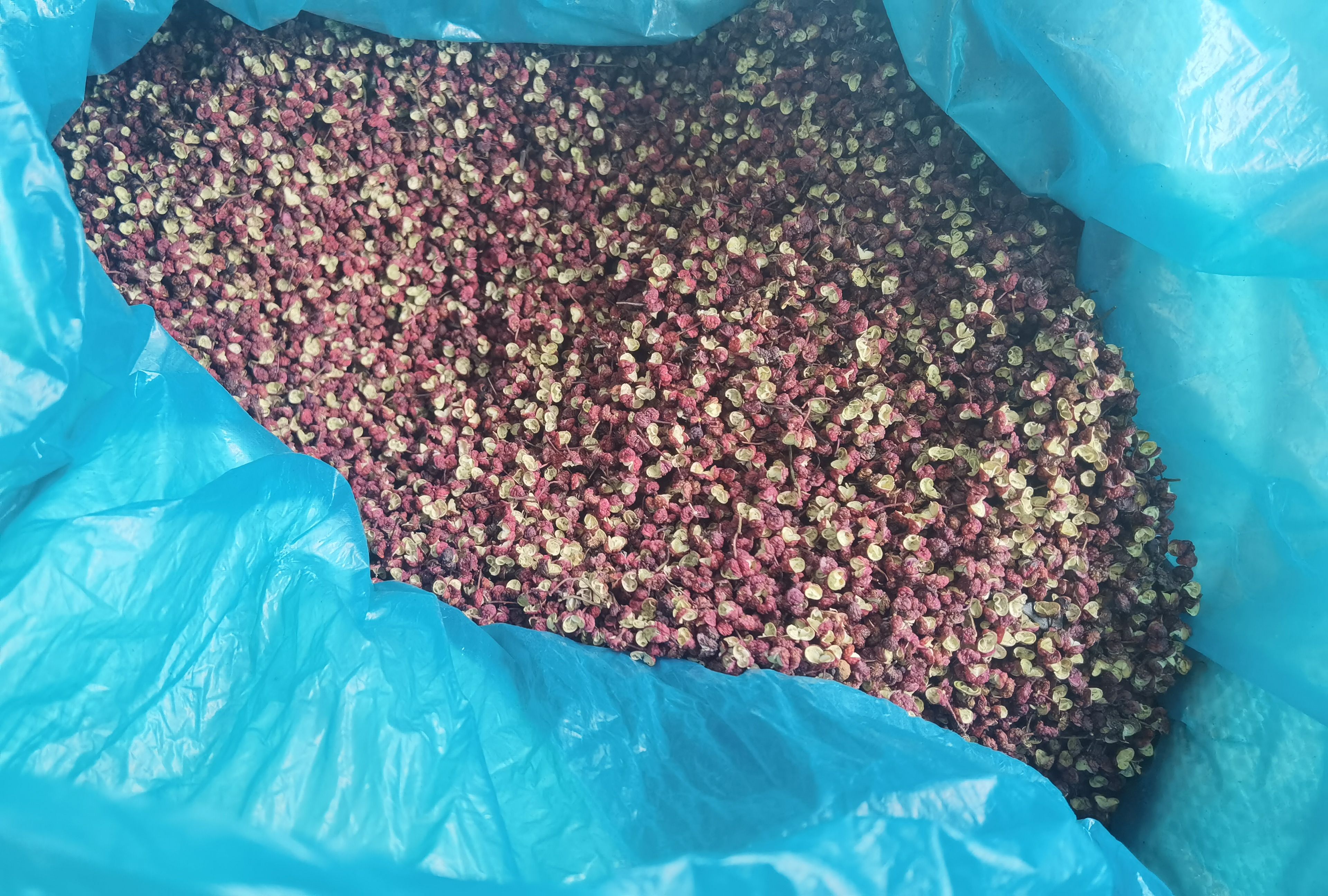 舟曲六月梅花椒