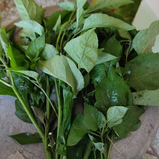 北流市新鲜现摘龙葵草嫩芽嫩叶部分白花菜