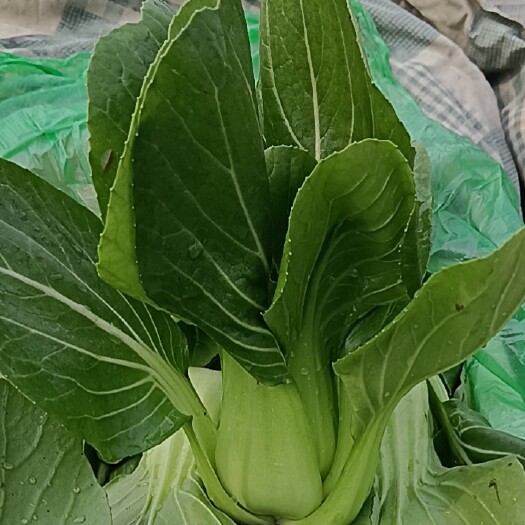 邯郸邯郸永年上海青 小油菜 油菜