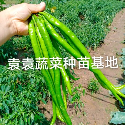 眉山二荆条辣椒苗，线椒苗，薄皮，确定需要请详谈