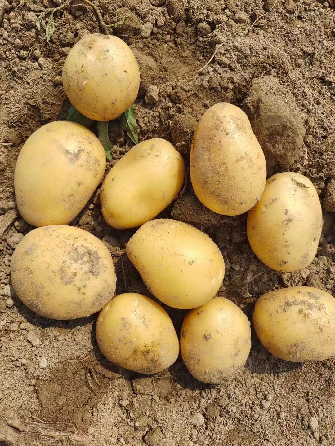 云南黄皮。红皮土豆