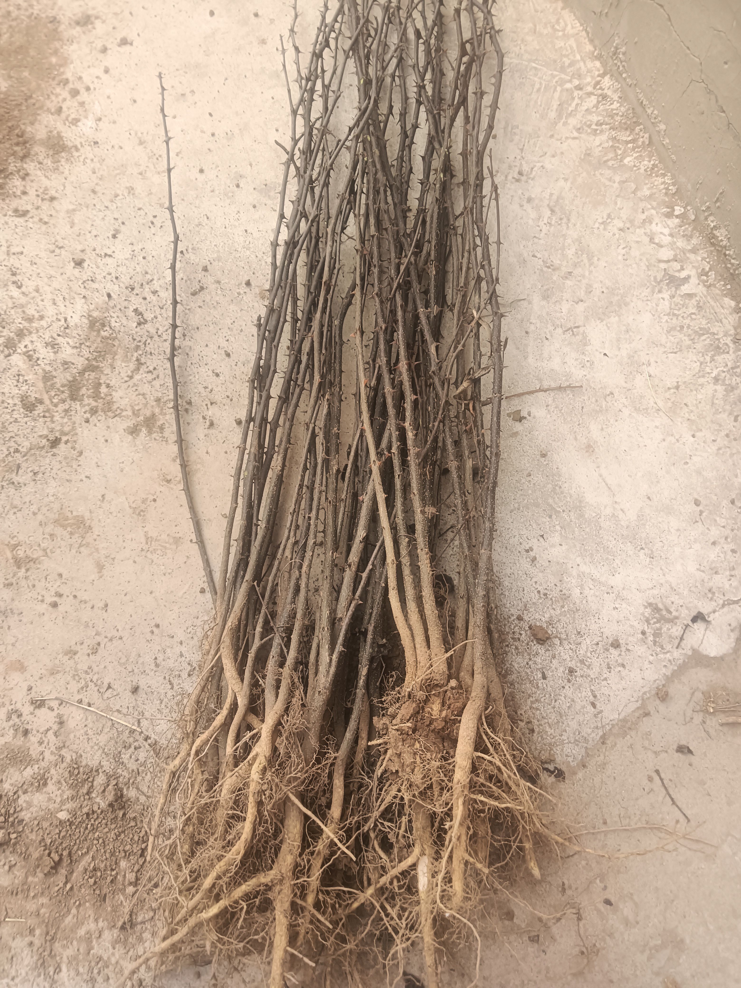 花椒苗  ，大红袍花椒苗，狮子头花椒苗根系发达成活率高保鲜邮