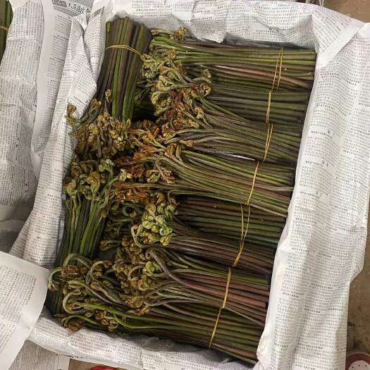 六盘水新鲜货贵州山里野生蕨菜