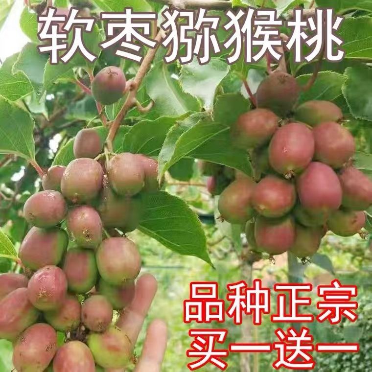 宏禾苗木