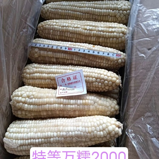 青冈县速冻玉米