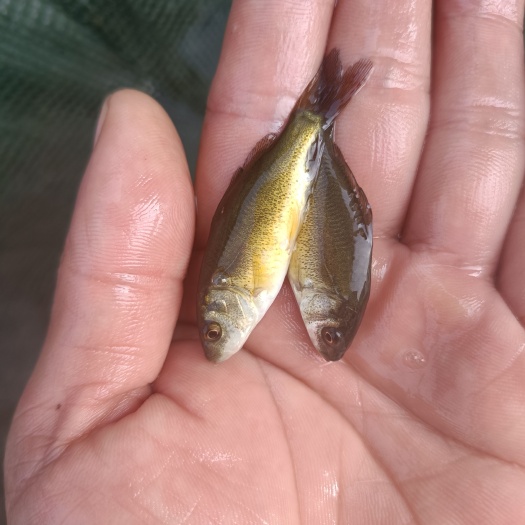 南宁裸鲤鱼苗裸斑鱼三道鳞淡水养殖活体无甲鲤鱼无鳞鲤鱼苗，
