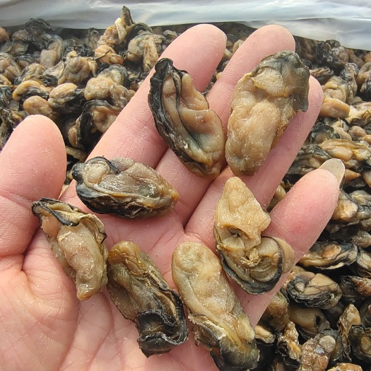 生蚝肉干！十足干度！干净无沙！个头均匀