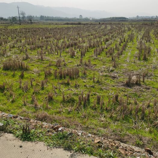 常宁市3000亩村委会集体土地，稻田，旱地，出租
