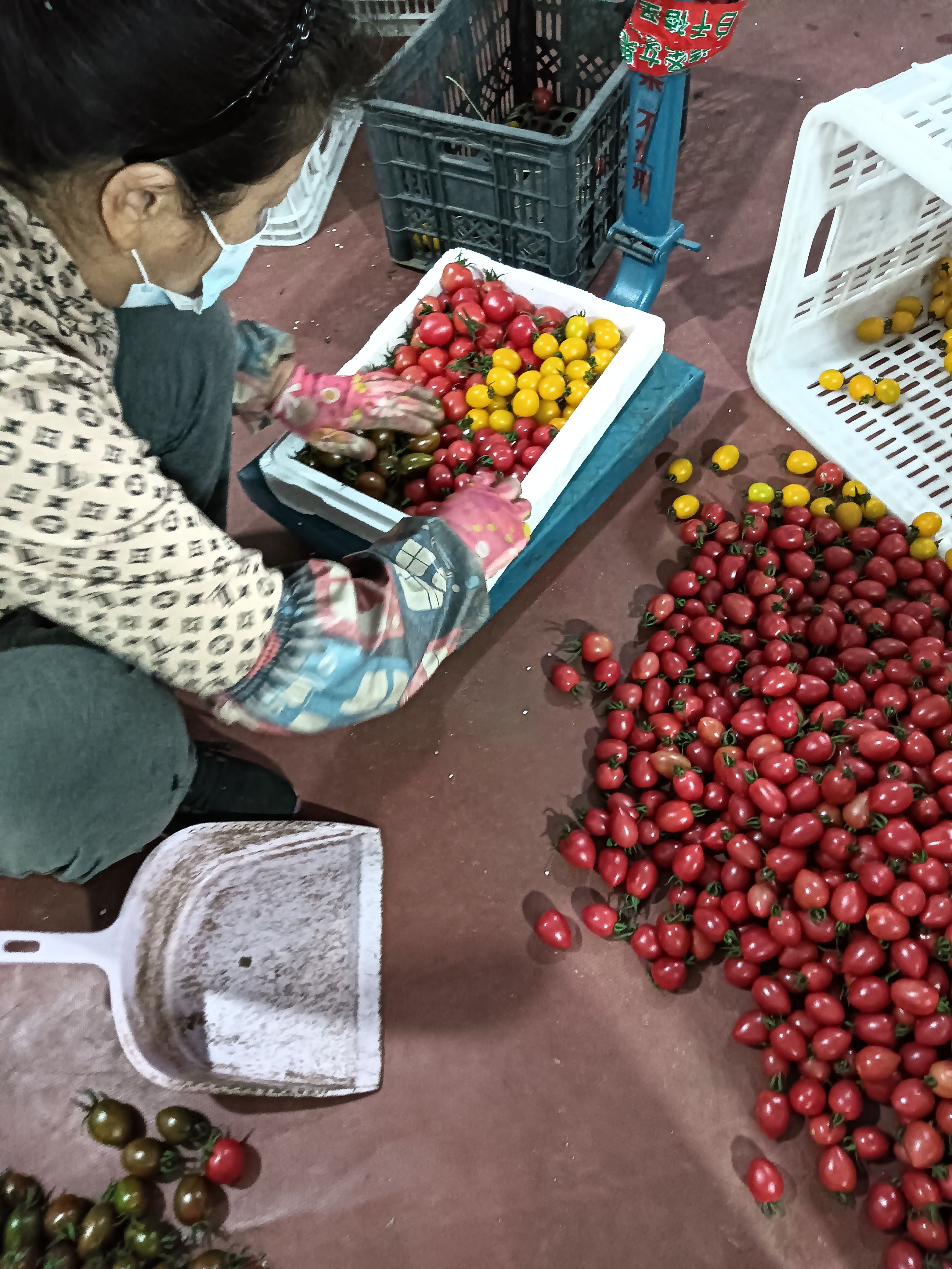 山东寿光圣女果，贝贝，千禧，青口蜜大量上市中，各种颜色都有货