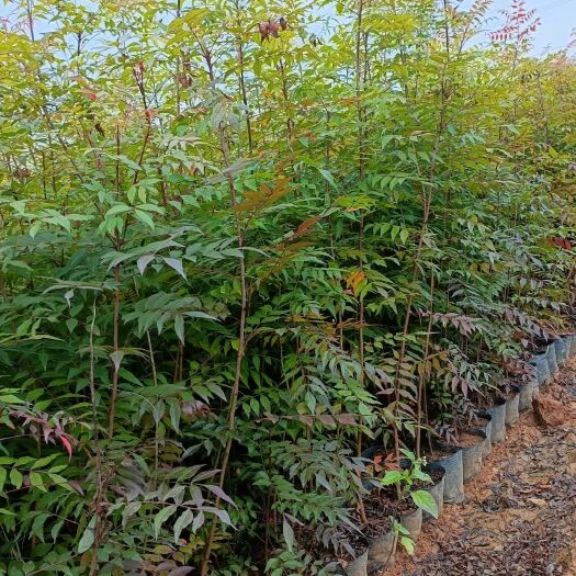 昆明白刺树
