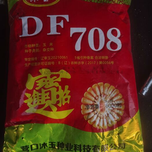 抚顺抗旱抗倒紫杆紫叶容重高