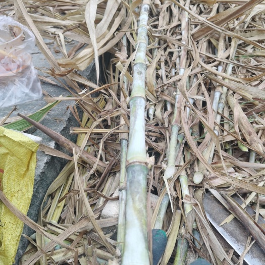 皇竹草甜象草，红象草多年生牧草